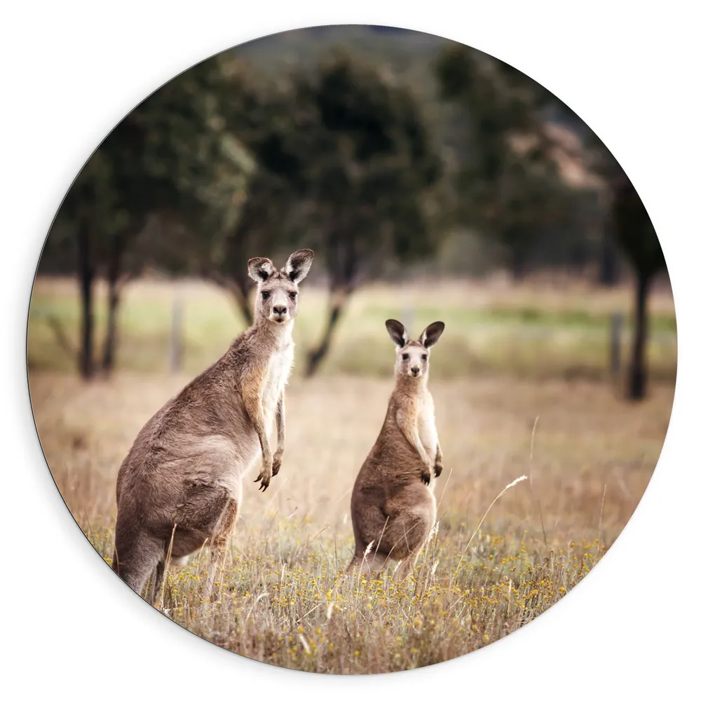 Dibond Muurcirkel - Moeder en kind kangaroo zitten en kijken de camera in