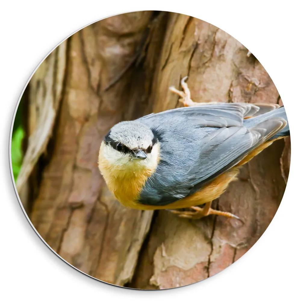 Dibond Muurcirkel - Grijze Boomklever Vogel op Boomstam naast Groen Blad