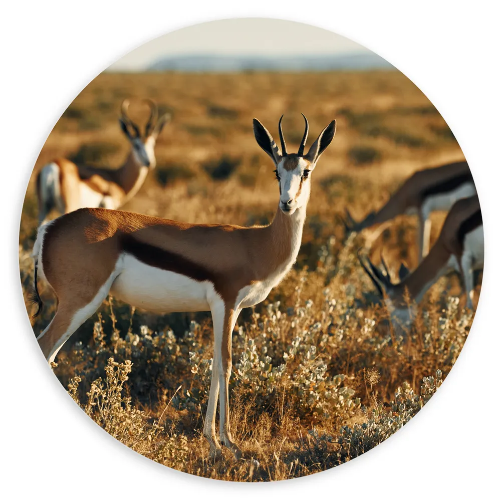 Dibond Muurcirkel - Groep Springbokken in Droog Graslandschap in de Zon