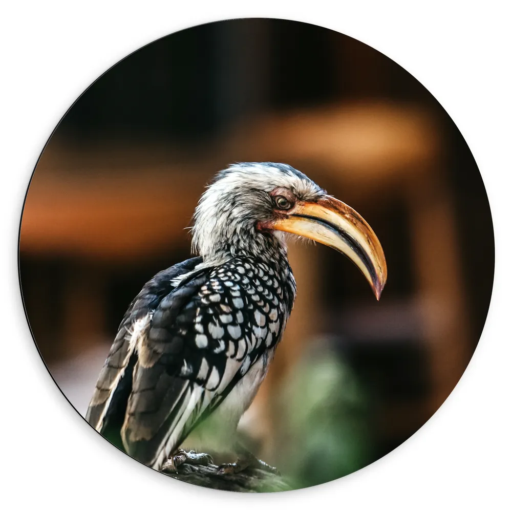 Dibond Muurcirkel - Zuidelijke geelsnaveltok Vogel op Boomstam