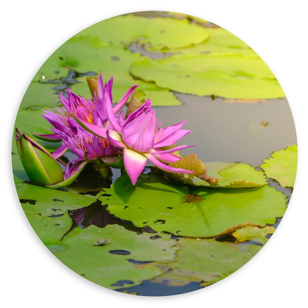 Dibond Muurcirkel - Paarse Waterlelie Lotusbloem Drijvend op Leliebladeren en Water