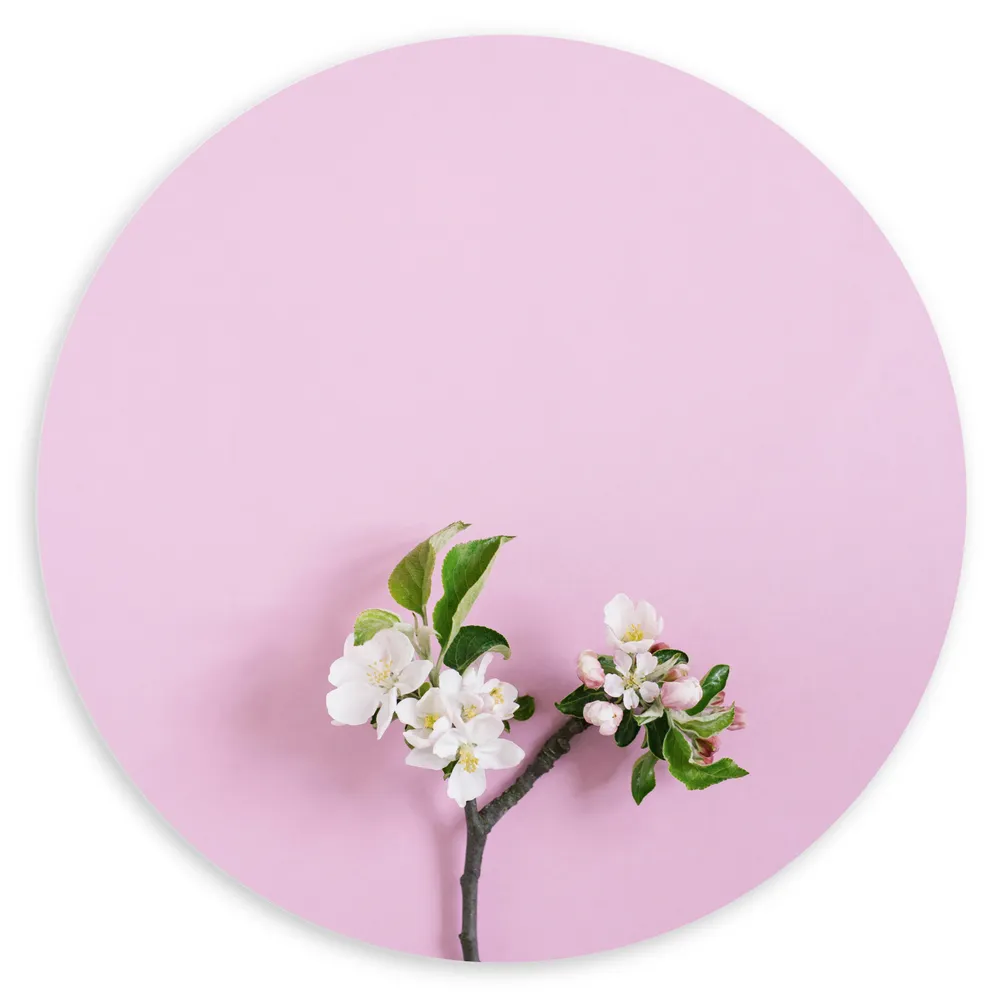Dibond Muurcirkel - Tak met Witte Bloemen en Groene Bladeren tegen Roze Achtergrond