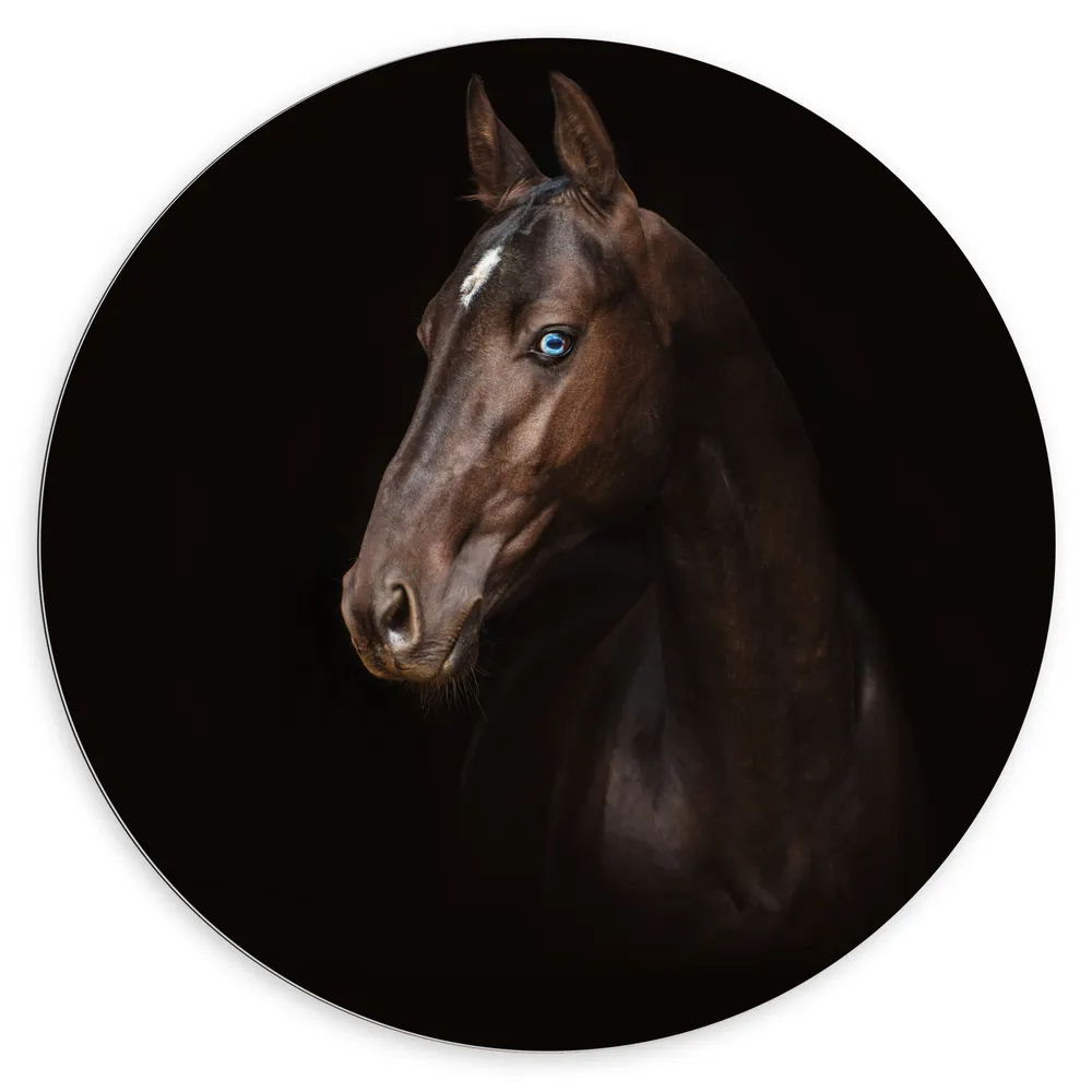 Dibond Muurcirkel - Donkerbruin Paard met Witte Bles in Donkere Omgeving