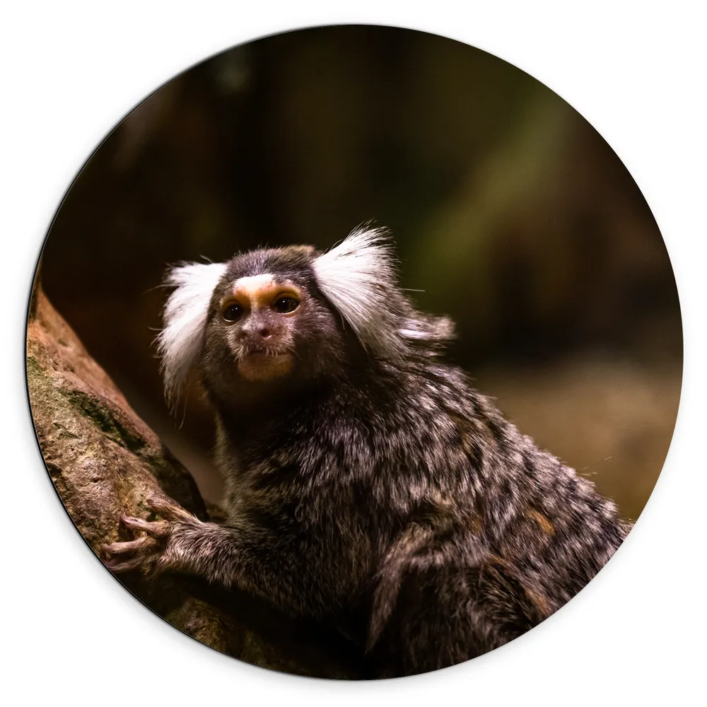 Dibond Muurcirkel - Omhoogkijkende Marmoset Aap op Rots