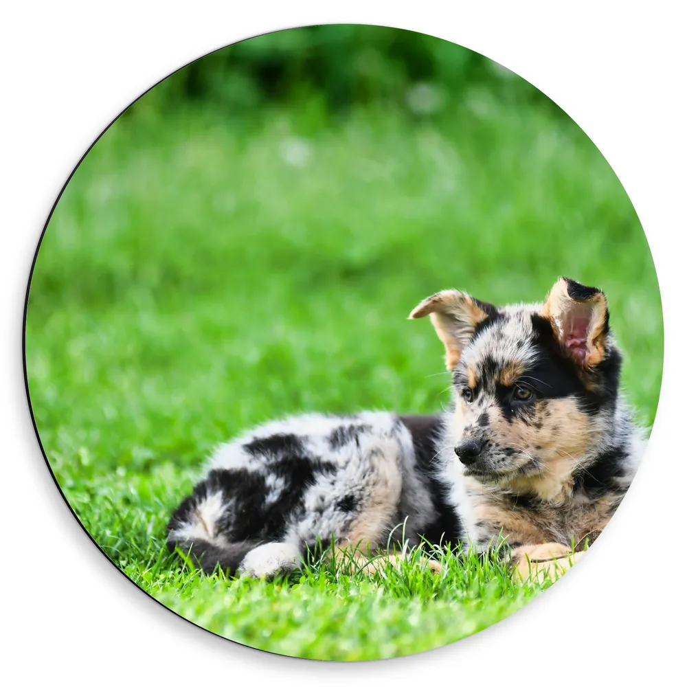 Dibond Muurcirkel - Australische Herder Puppy Liggend in het Groene Grasveld