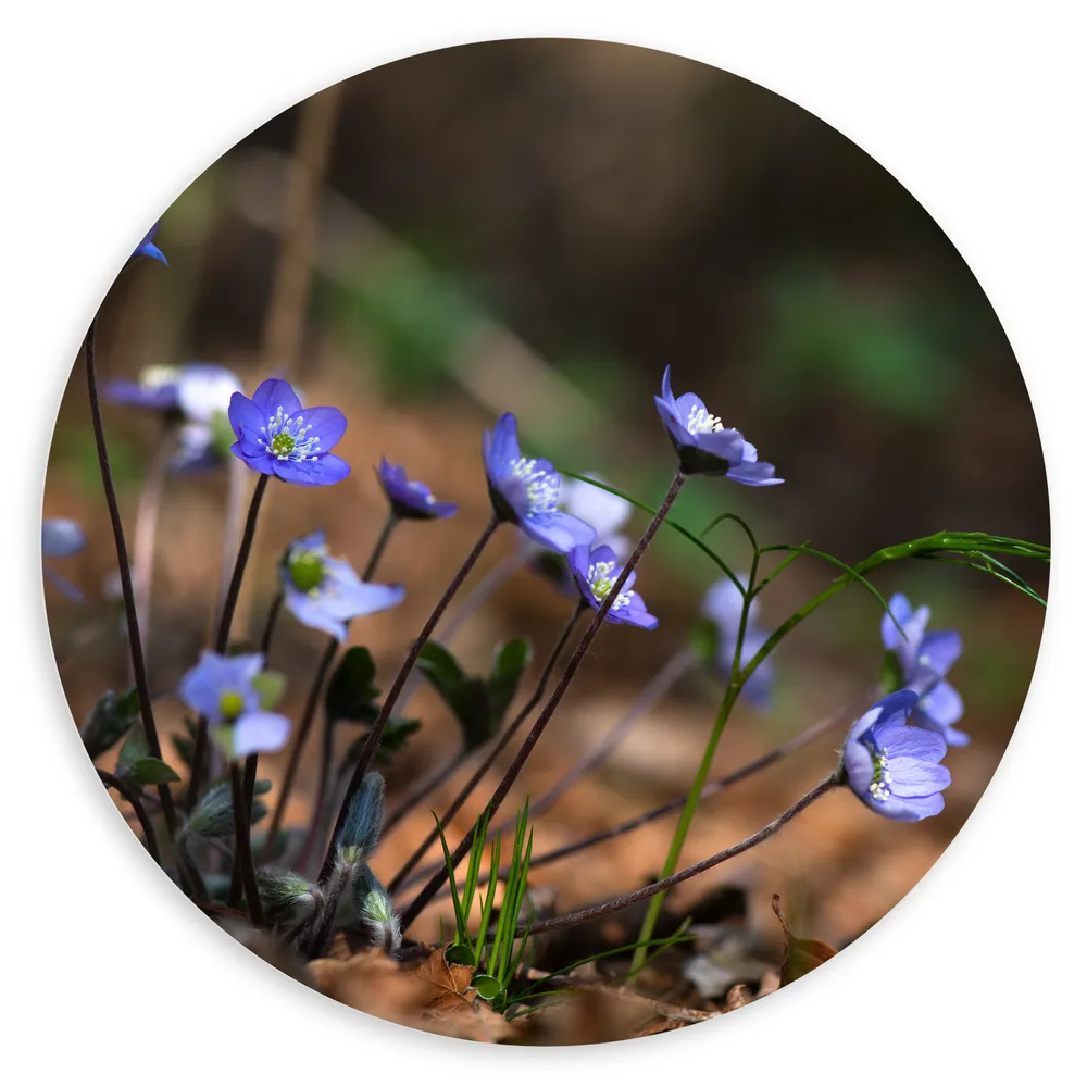 Dibond Muurcirkel - Groepje Blauwe Hepitaca Bloemen