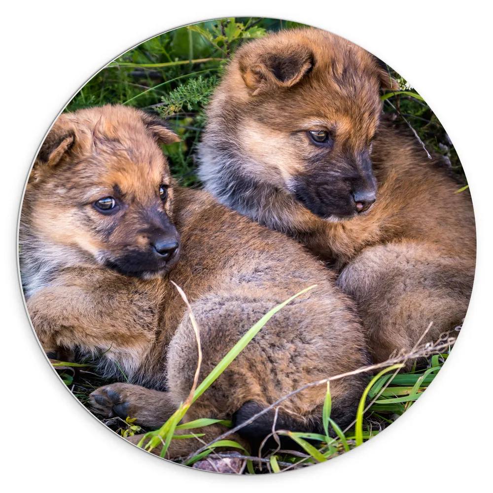 Dibond Muurcirkel - Daklozen Puppy's samen in het Gras