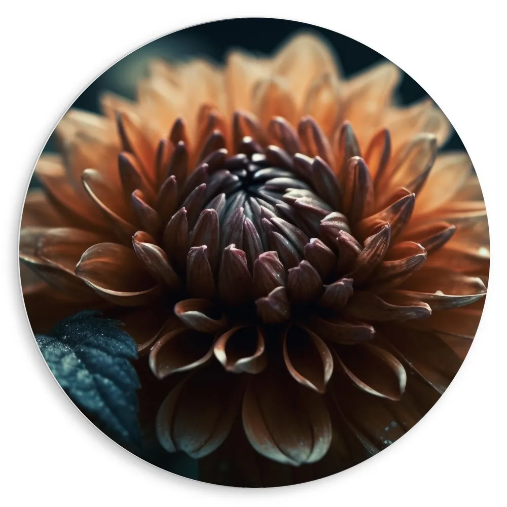 Dibond Muurcirkel - Donker Oranje en Blauw Gekleurde Dahlie in het Donker - Bloemen