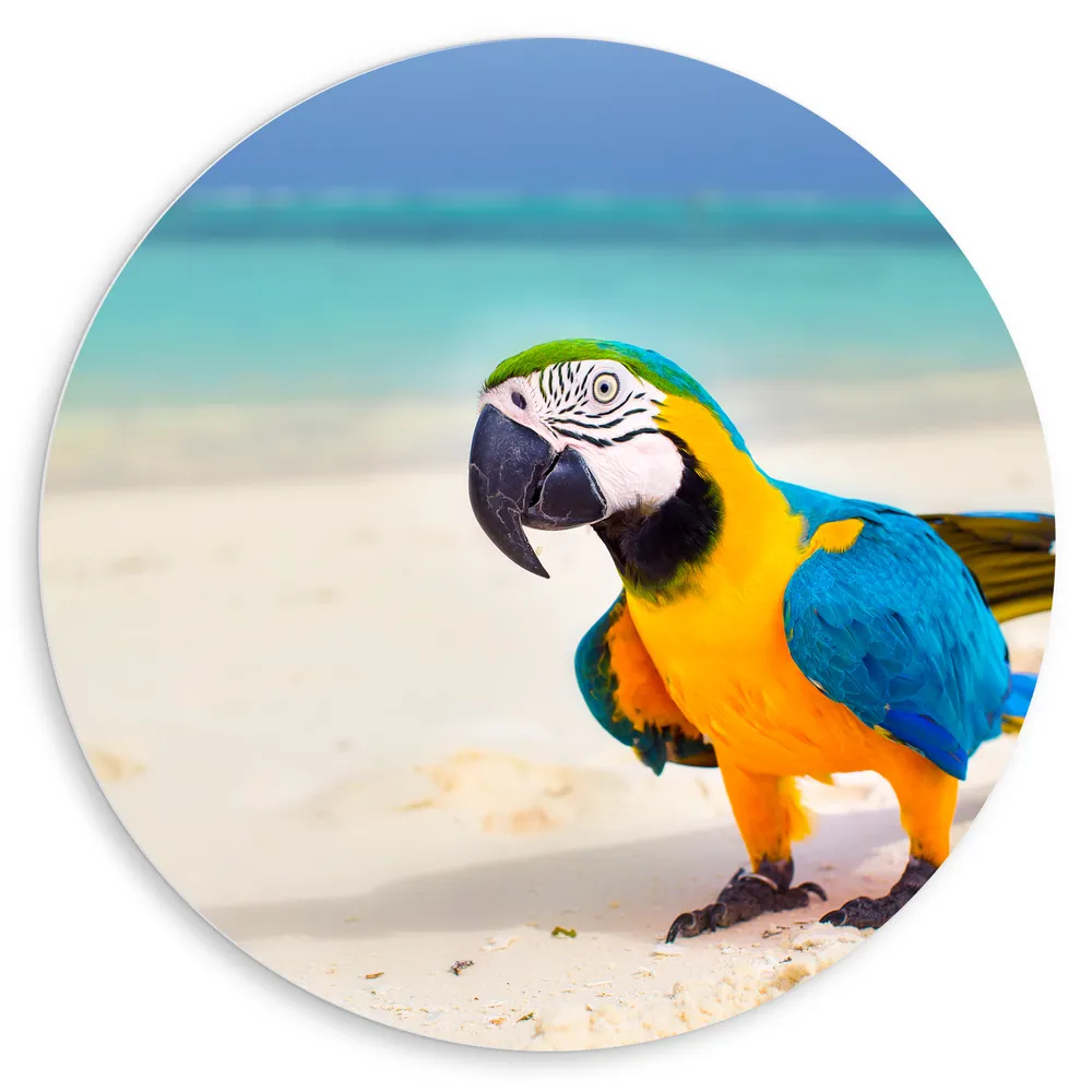 Dibond Muurcirkel - Vrolijke Blauw met Gele en Groene Are Papegaai lopend over het Strand