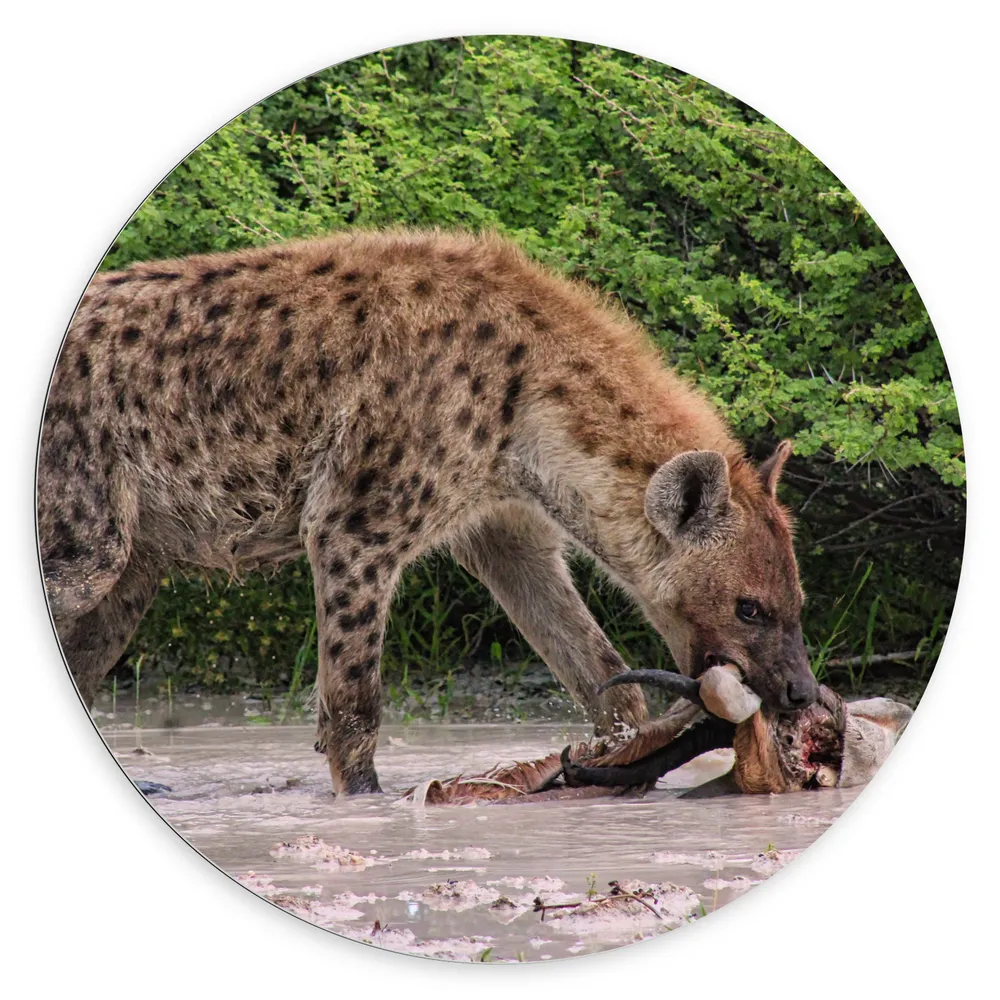 Dibond Muurcirkel - Hyena eet zijn prooi en kijkt de camera in