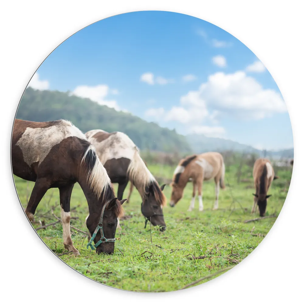Dibond Muurcirkel - Kudde Bruin met Witte Paarden Grazend in het Gras