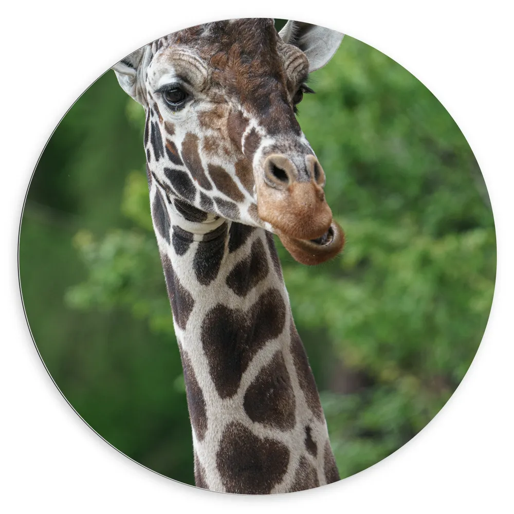 Dibond Muurcirkel - Kop van Donkerkleurige Opzijkijkende Giraffe voor Groene Boomtoppen