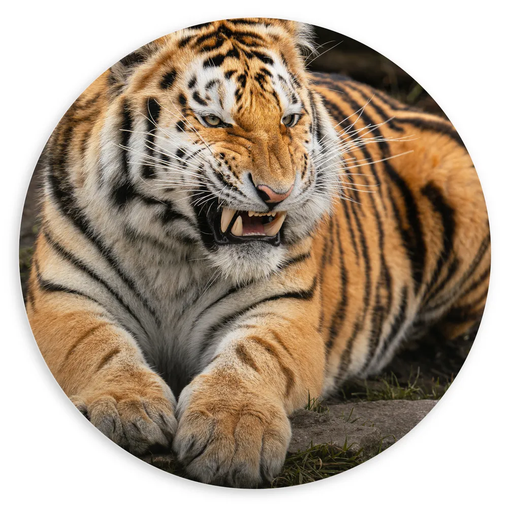 Dibond Muurcirkel - Boze Siberische Tijger liggend in het Gras