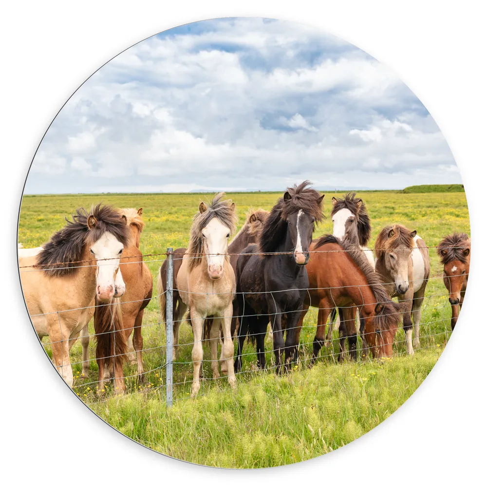 Dibond Muurcirkel - Kudde IJslander Paarden in Groene Wei onder Schapenwolken