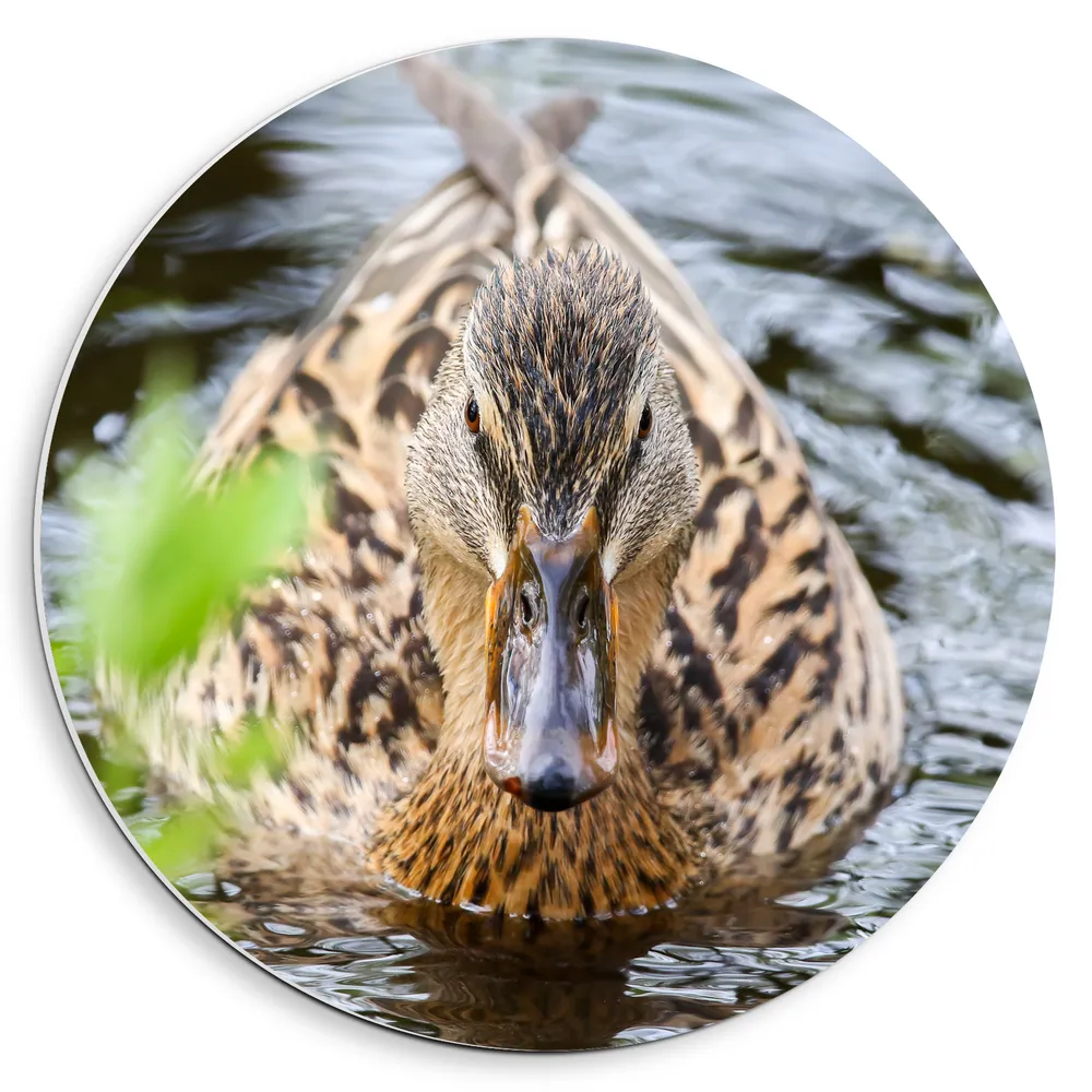 Dibond Muurcirkel - Vooraanzicht van Bruin met Zwarte Eend dobberend op het Water