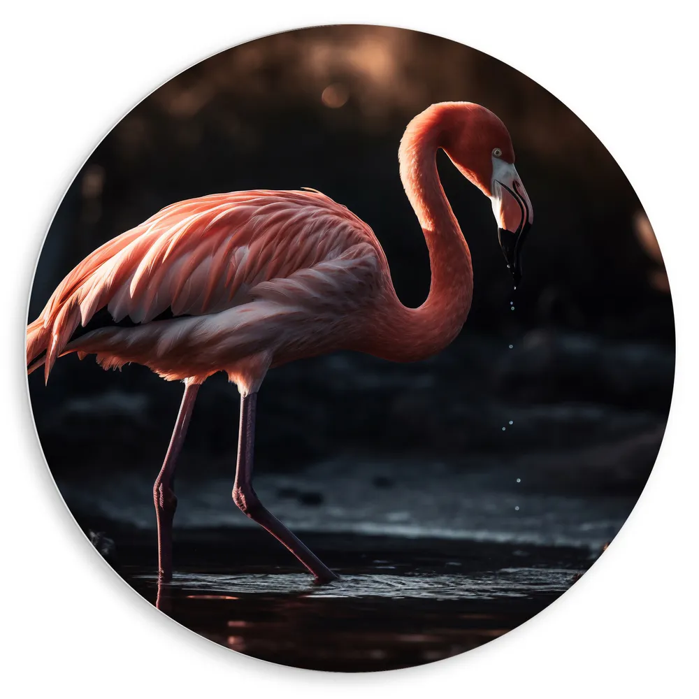 Dibond Muurcirkel - Flamingo - Water - Kleuren