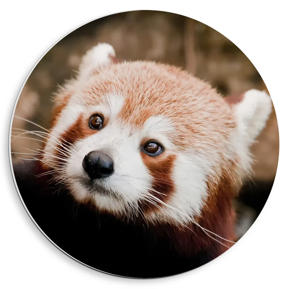 Dibond Muurcirkel - Klimmende Rode Panda in Boomstam