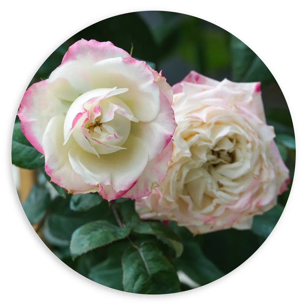 Dibond Muurcirkel - Duo Witte Rozen met Roze Randje aan Groene Struik
