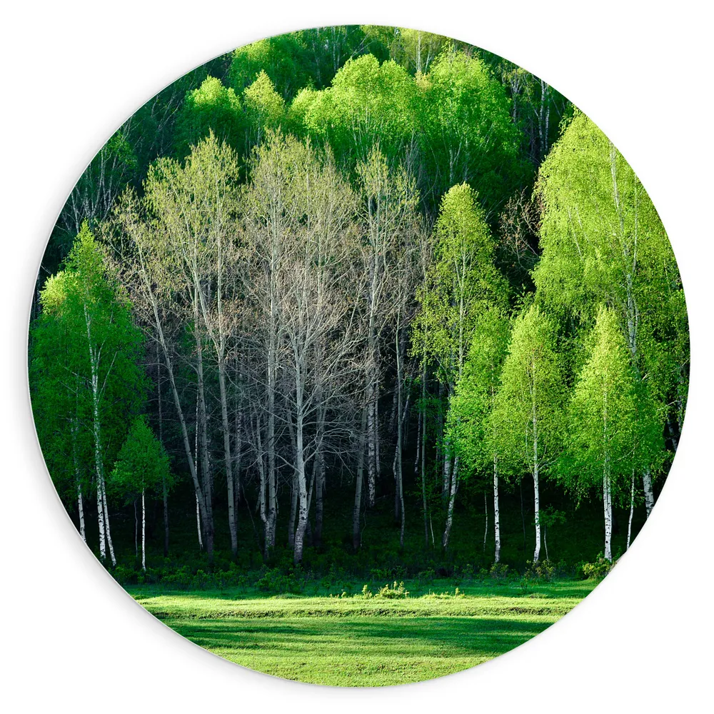 Dibond Muurcirkel - Aan de Rand van Bos Vol Felgroene Bomen