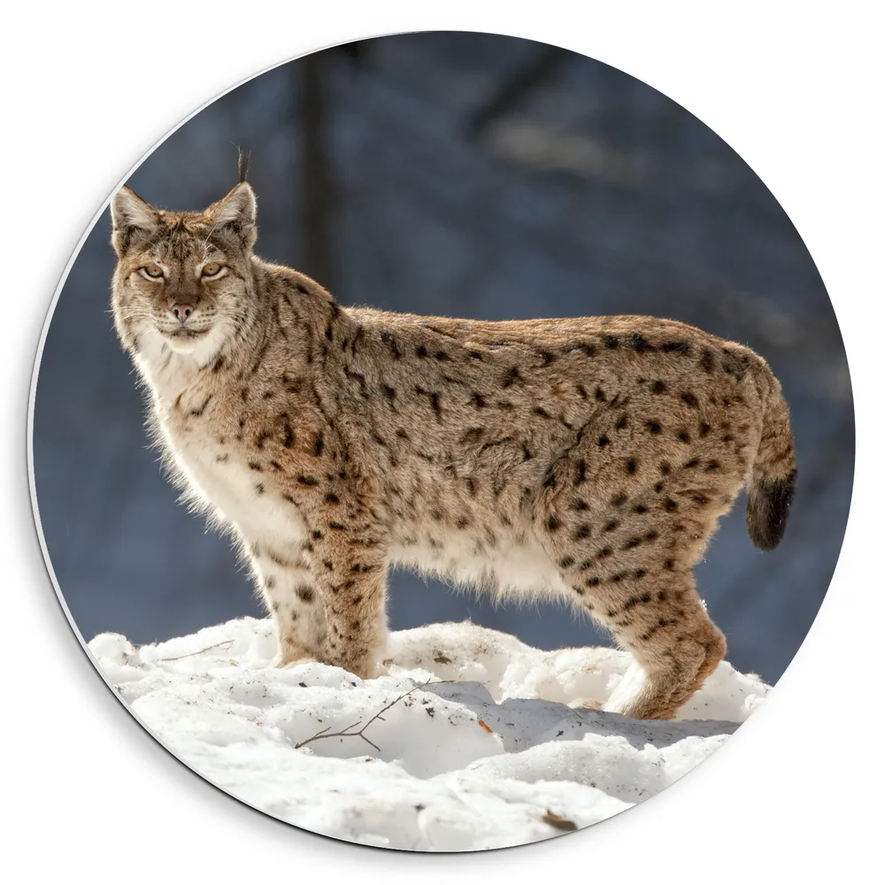 Dibond Muurcirkel - Aankijkende Lynx in Landschap Gevuld met Sneeuw