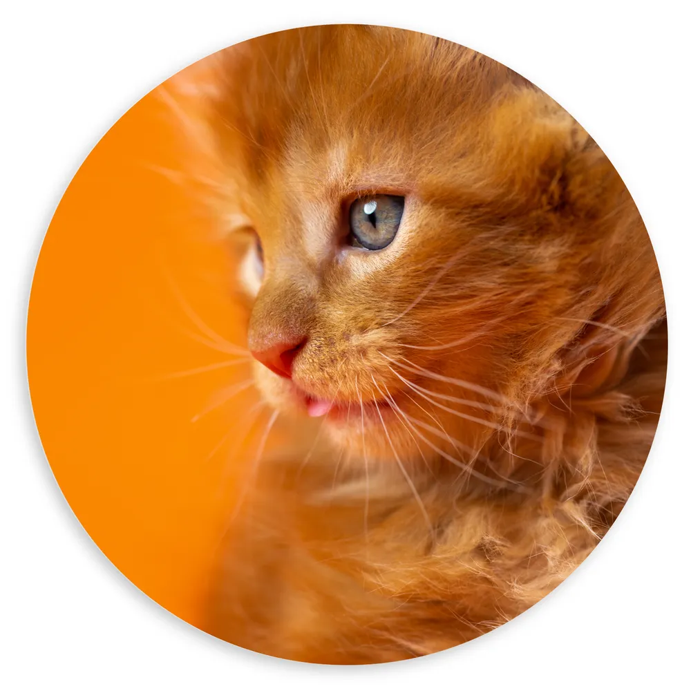 Dibond Muurcirkel - Opzijkijkende Rode Langharige Kitten tegen Oranje Achtergrond