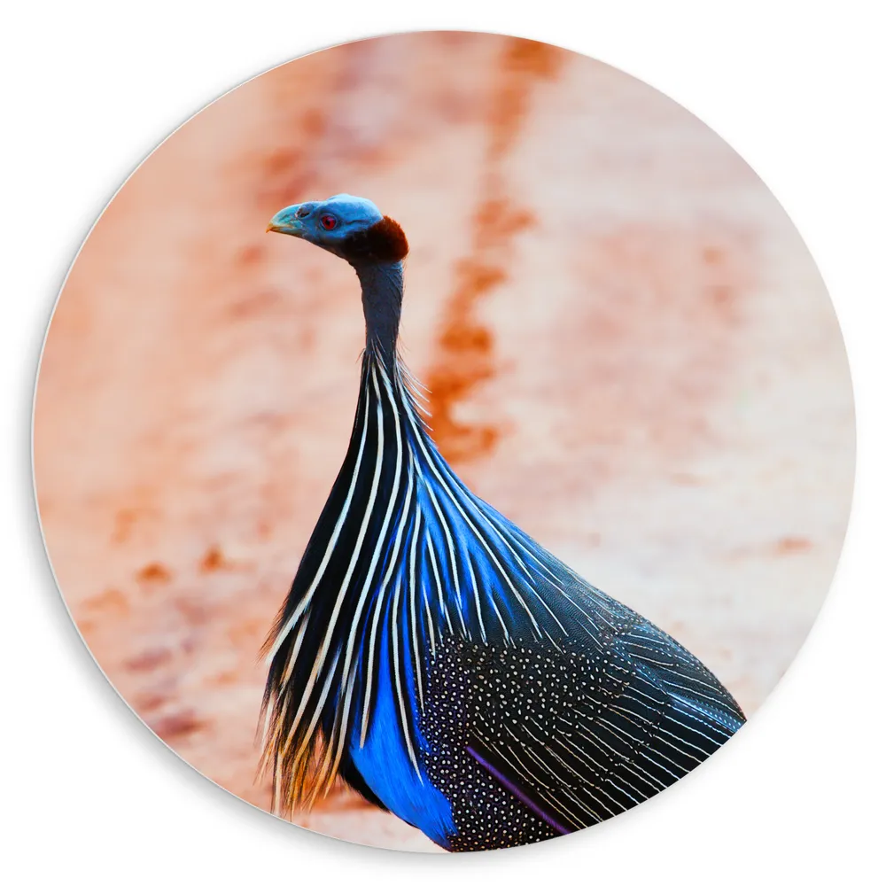 Dibond Muurcirkel - Lopende Blauwe Gierparelhoen Vogel