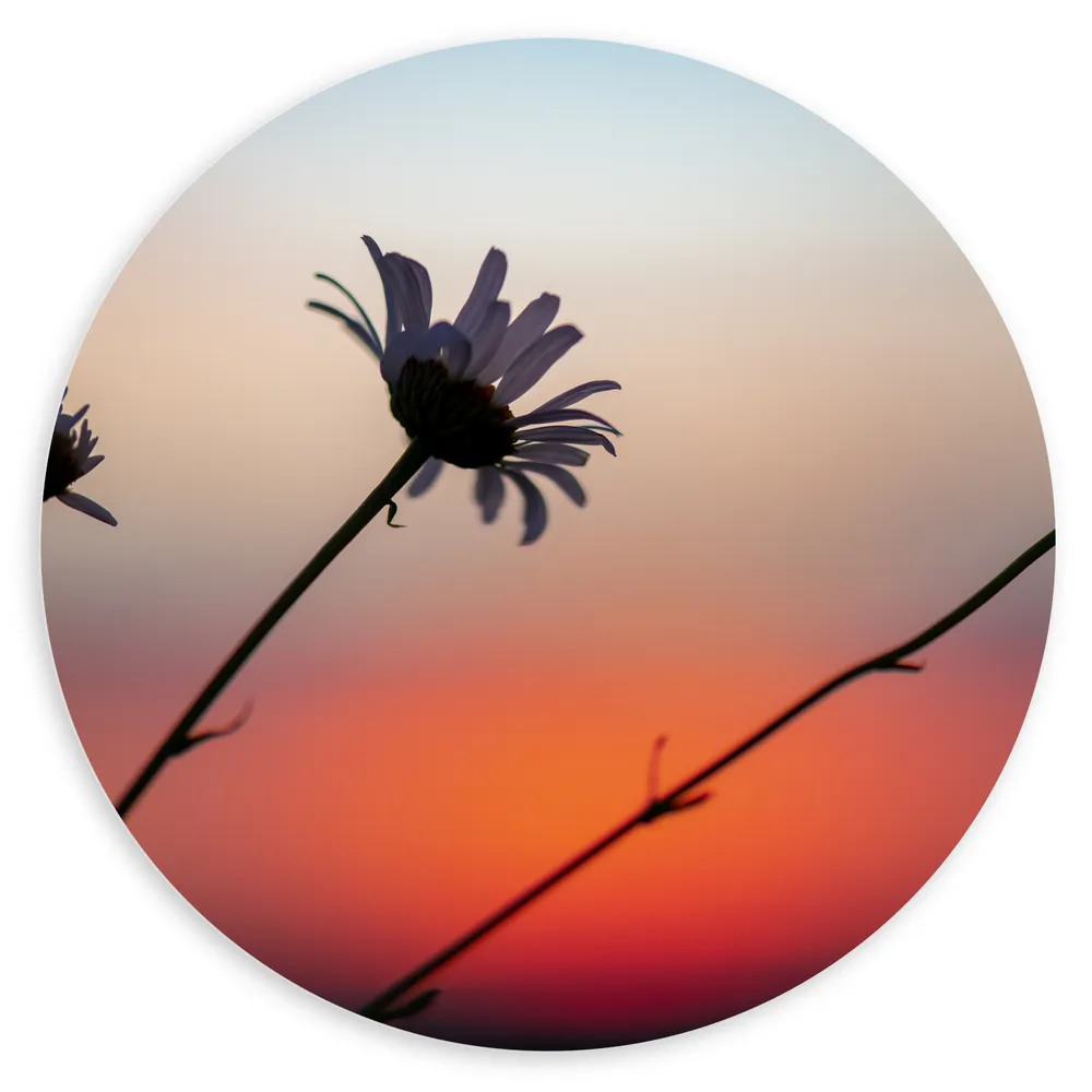 Dibond Muurcirkel - Madeliefjes bij Zonsondergang