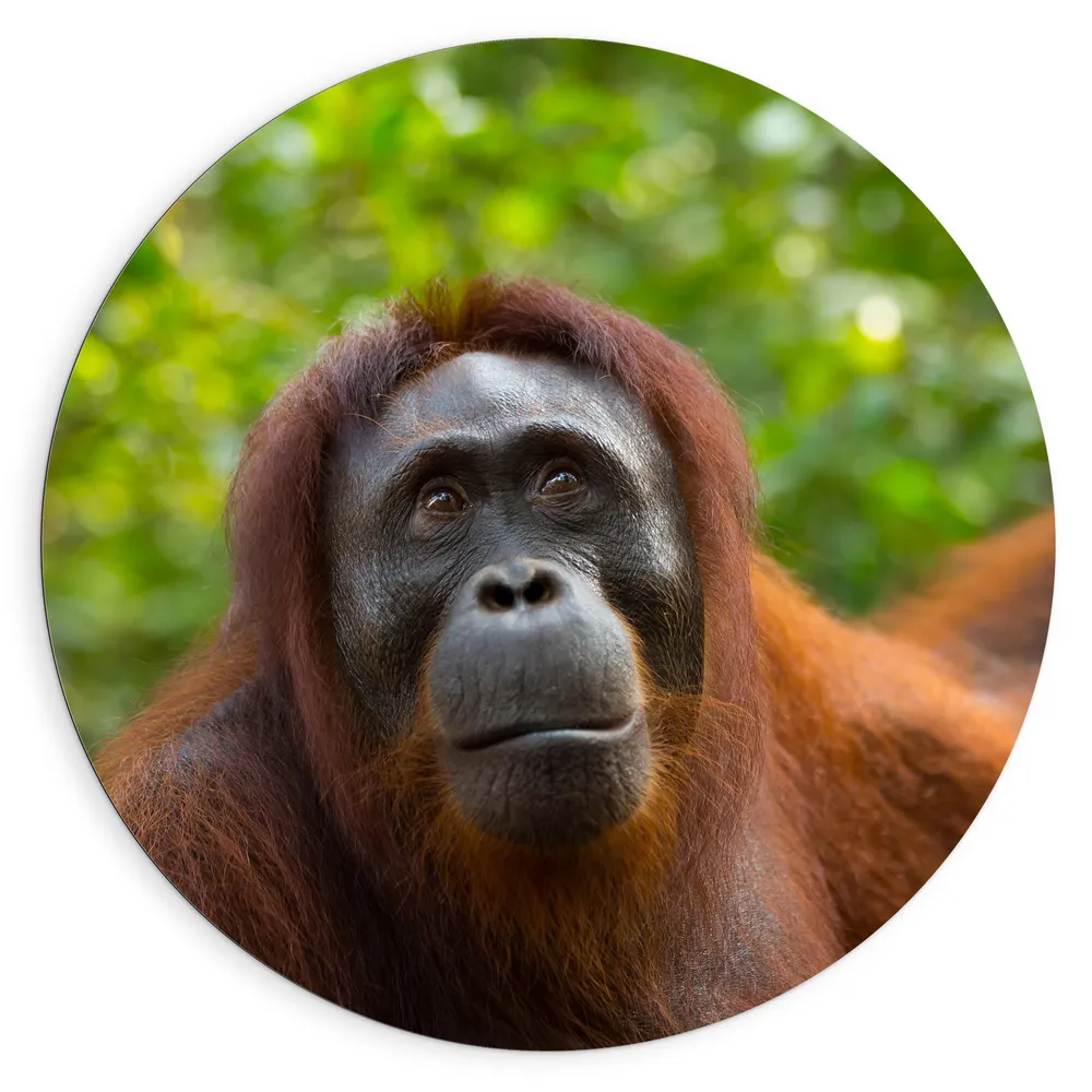 Dibond Muurcirkel - Orang-Oetan Vrouwtje in de Bossen
