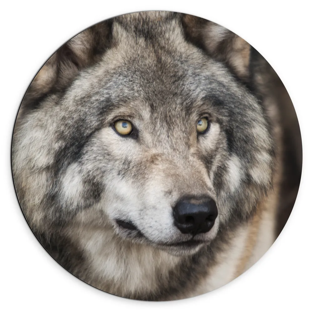 Dibond Muurcirkel - Wegkijkende Grijze Volwassen Wolf