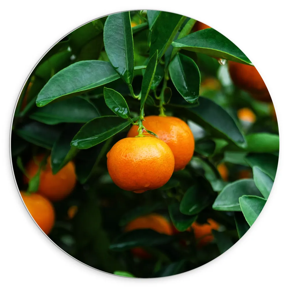 Dibond Muurcirkel - Mandarijnen aan Groene Takken van Mandarijnenboom