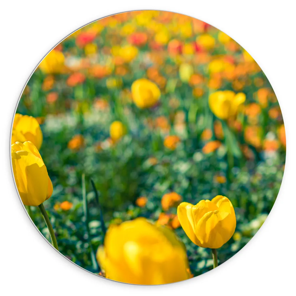 Dibond Muurcirkel - Gele Tulpen in een Veld
