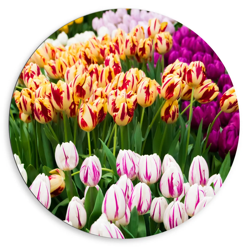 Dibond Muurcirkel - Bloemenveld met Oranje, Roze en Paarse Tulpen