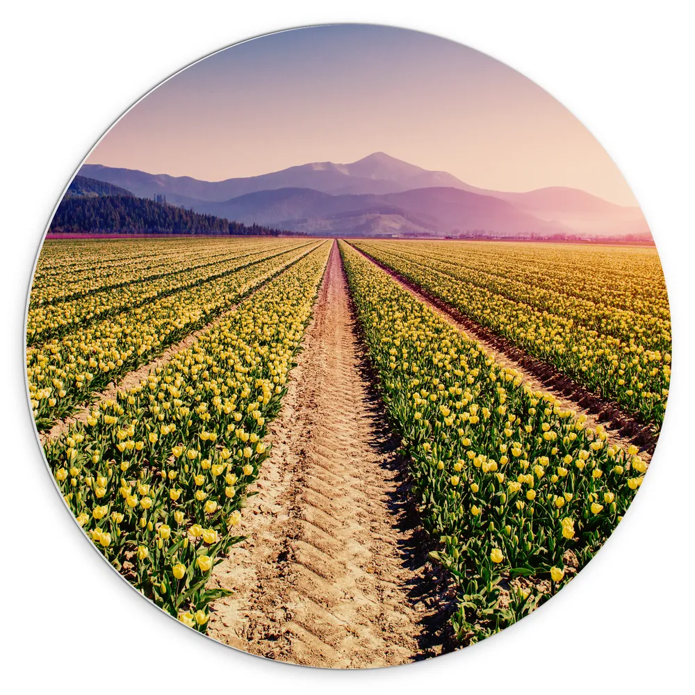 Dibond Muurcirkel - Felle Zonsondergang over de Gele Tulpenvelden