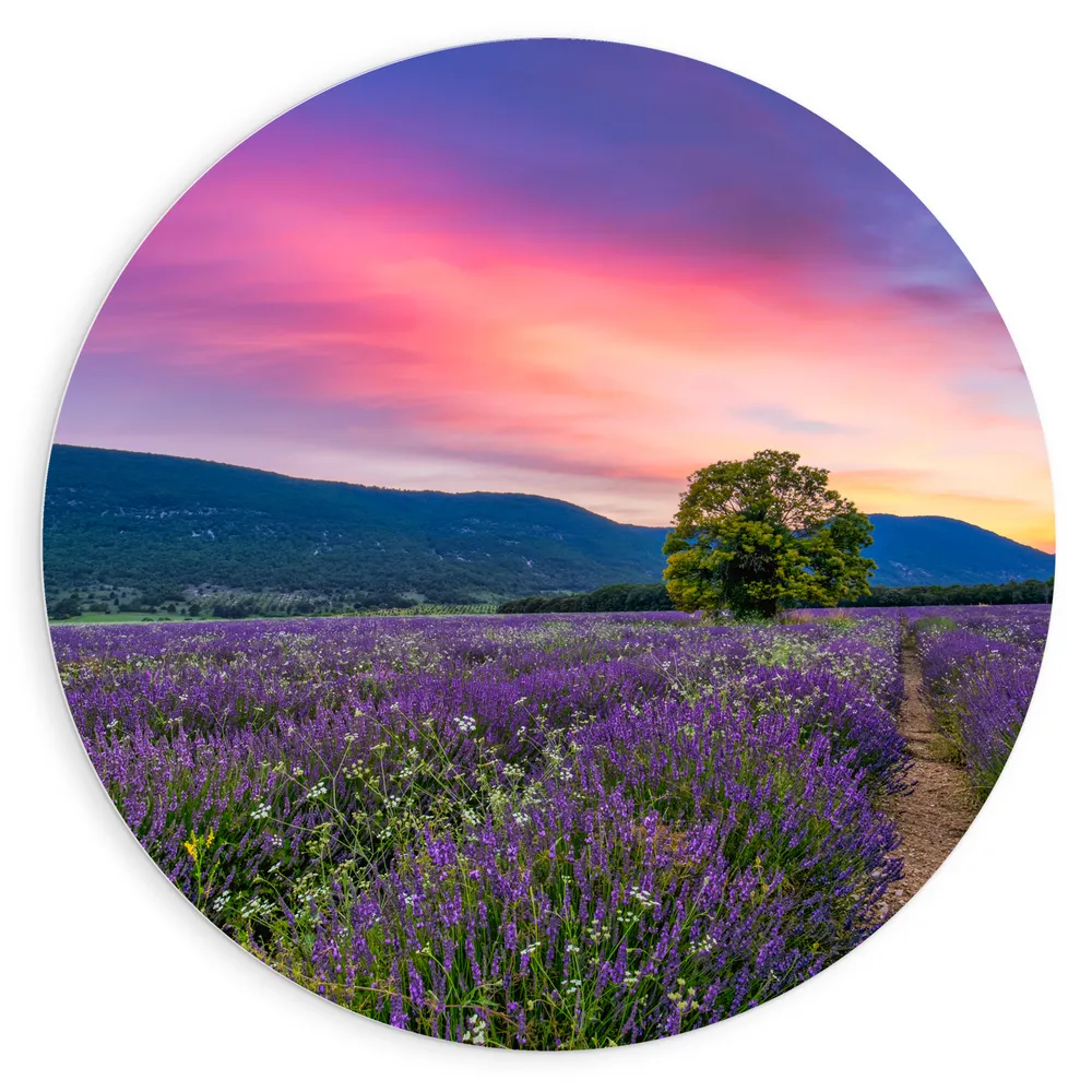 Dibond Muurcirkel - Lavendel Veld met Zonsondergang en Mooie Lucht