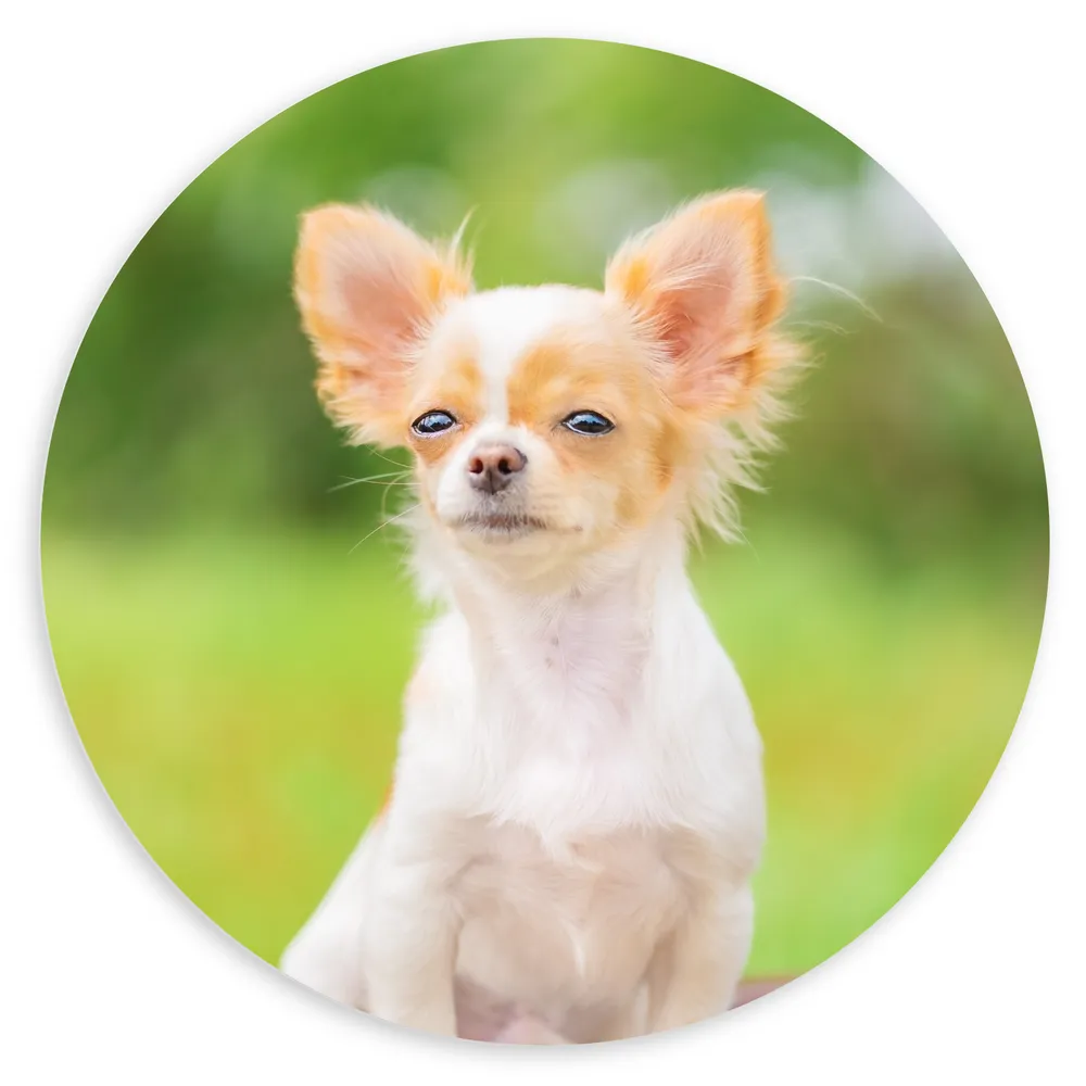 Dibond Muurcirkel - Beige met Witte Chihuahua Hond op Bankje met Dichtgeknepen Oogjes