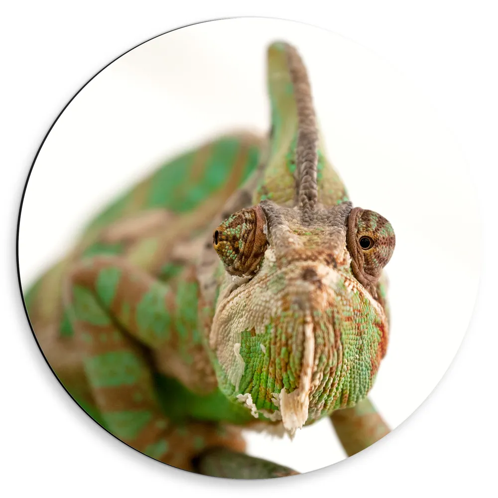 Dibond Muurcirkel - Vooraanzicht van Kop van Sip Kijkende Kameleon