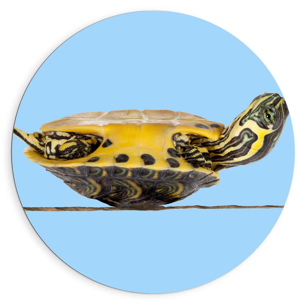 Dibond Muurcirkel - Schildpad Liggend op Rug tegen Lichtblauwe Achtergrond