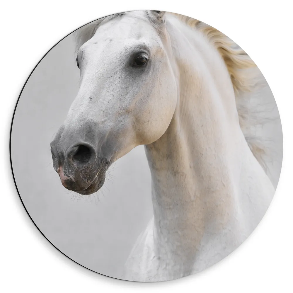 Dibond Muurcirkel - Gespierd Wit Paard met Wapperende Manen