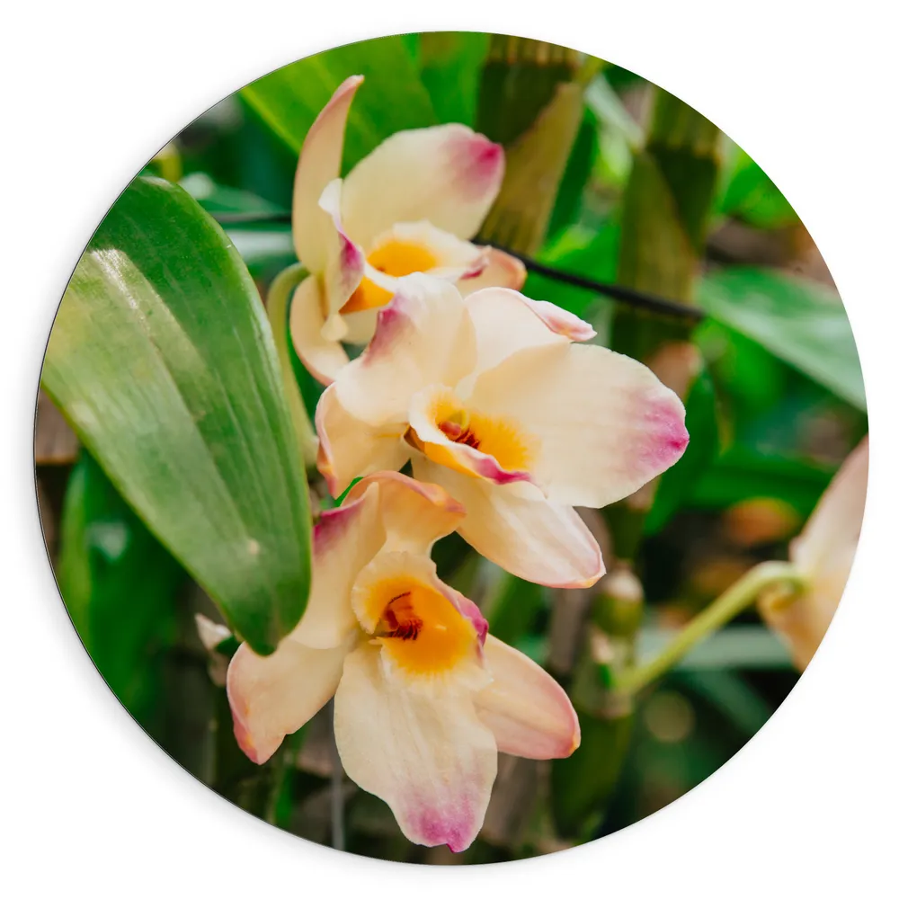 Dibond Muurcirkel - Witte Dendrobium Moschatum Bloemen met Roze Uiteinde Tussen Takken