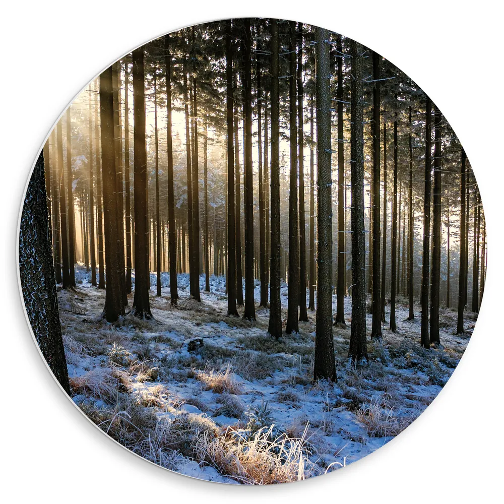 Dibond Muurcirkel - Felle Herfst Zonnestralen door Smalle Bomen