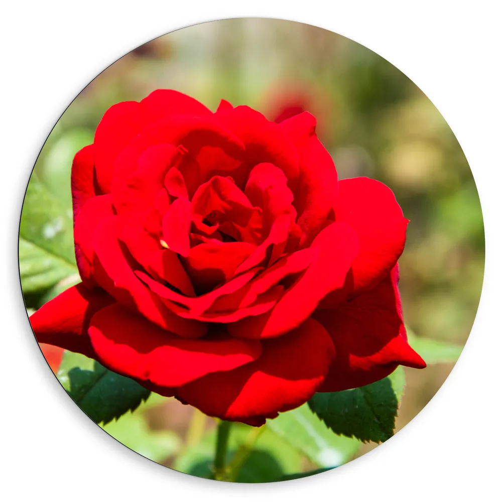 Dibond Muurcirkel - Mooie Fel Rode Bloeiende Roos - Bloemen