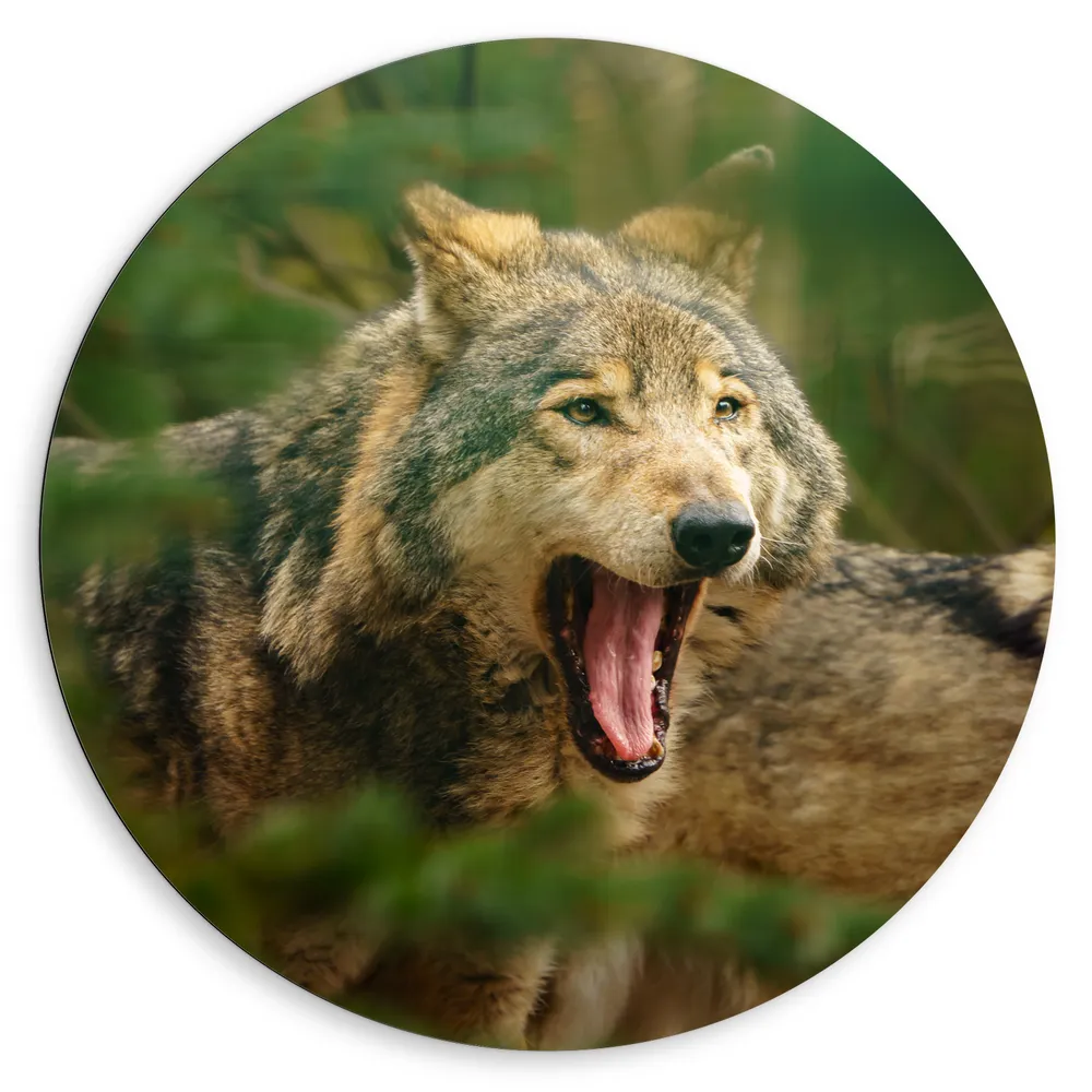 Dibond Muurcirkel - Wolf met Open Mond tussen de Bladeren