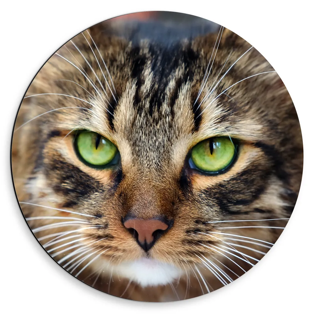 Dibond Muurcirkel - Kop van Bruine Kat met Groenkleurige Ogen
