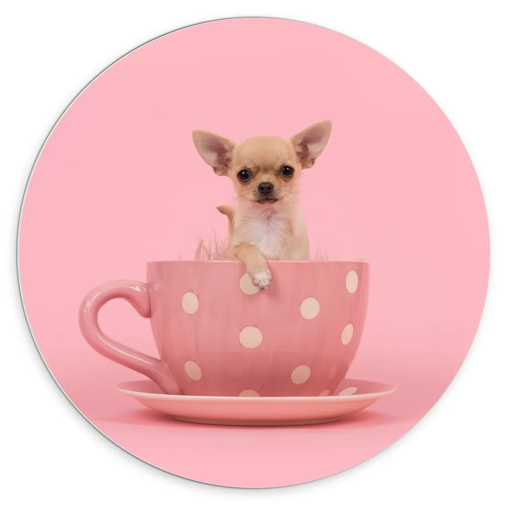 Dibond Muurcirkel - Kleine Beige Chihuahua Hond in Roze Theekop op Roze Achtergrond