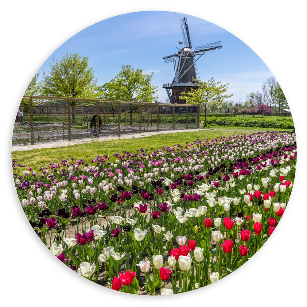 Dibond Muurcirkel - Oerhollands Meerkleurig Tulpenveld bij Bruine Molen