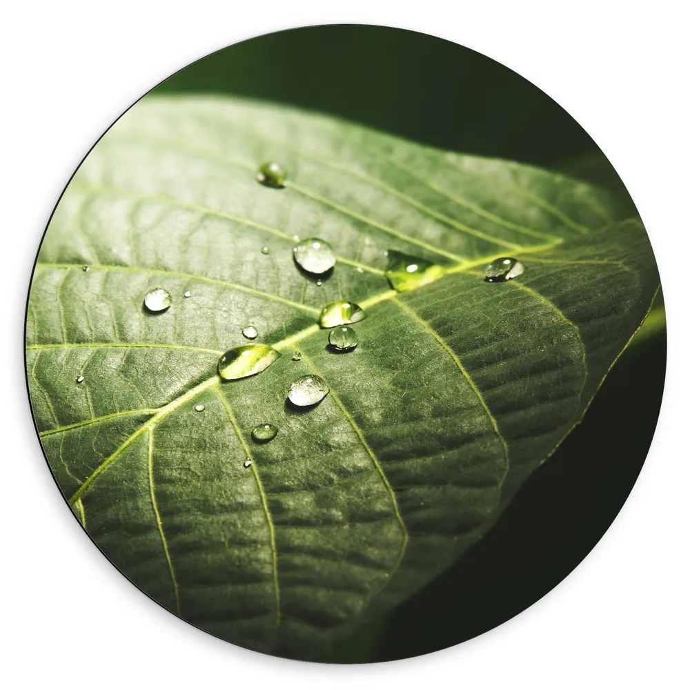 Dibond Muurcirkel - Waterdruppels op Nerven van Groen Blad