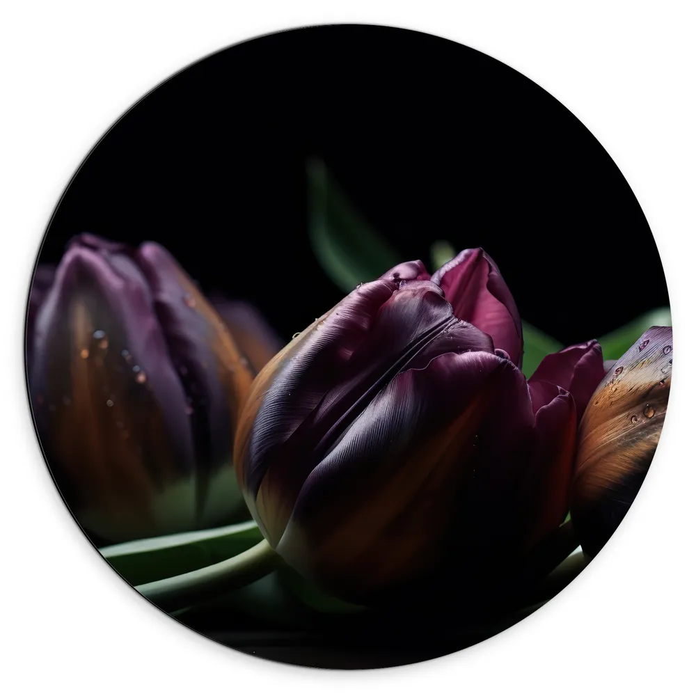 Dibond Muurcirkel - Paarse Tulpen in het Donker - Bloemen