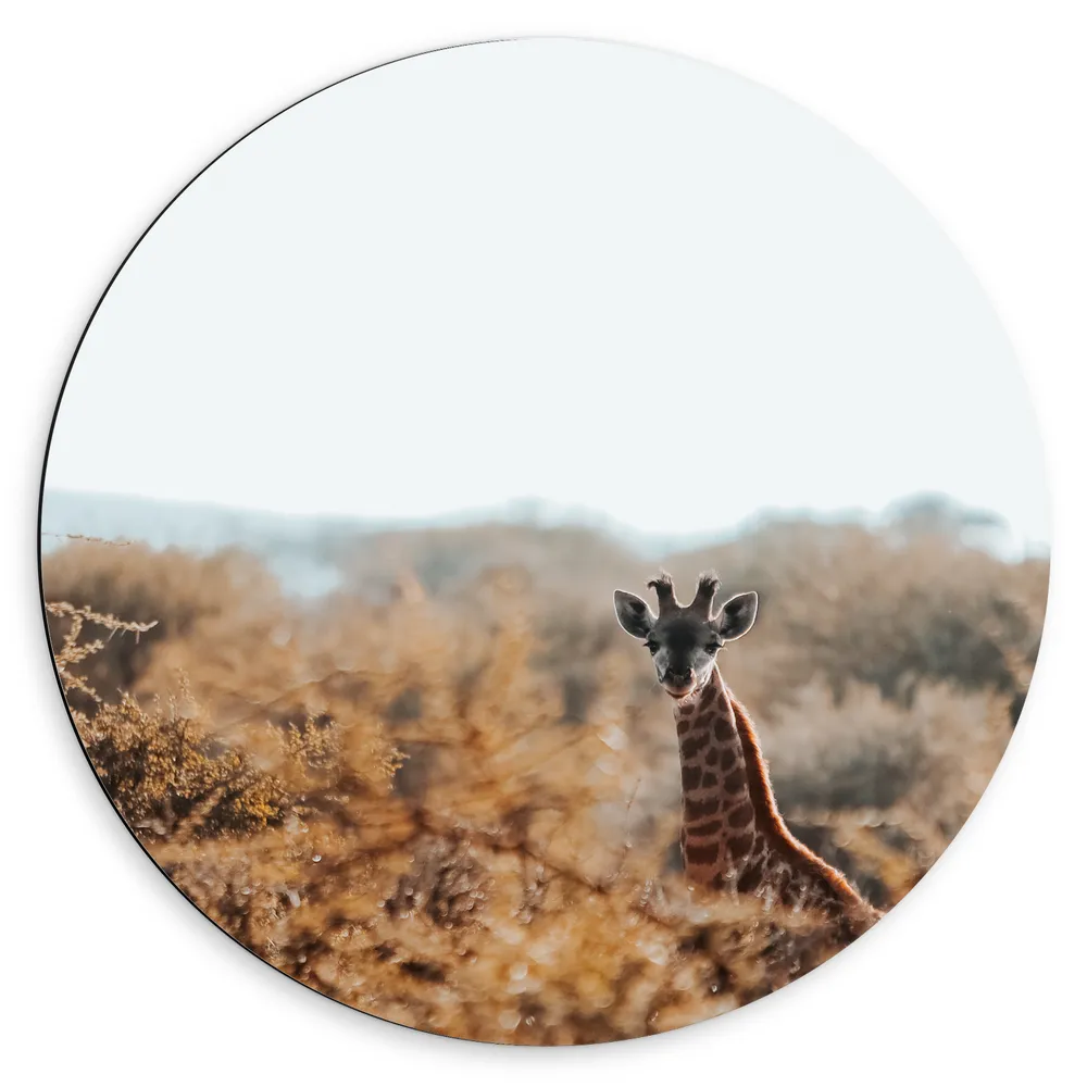 Dibond Muurcirkel - Kop van Giraffe Uitstekend boven Boomtoppen