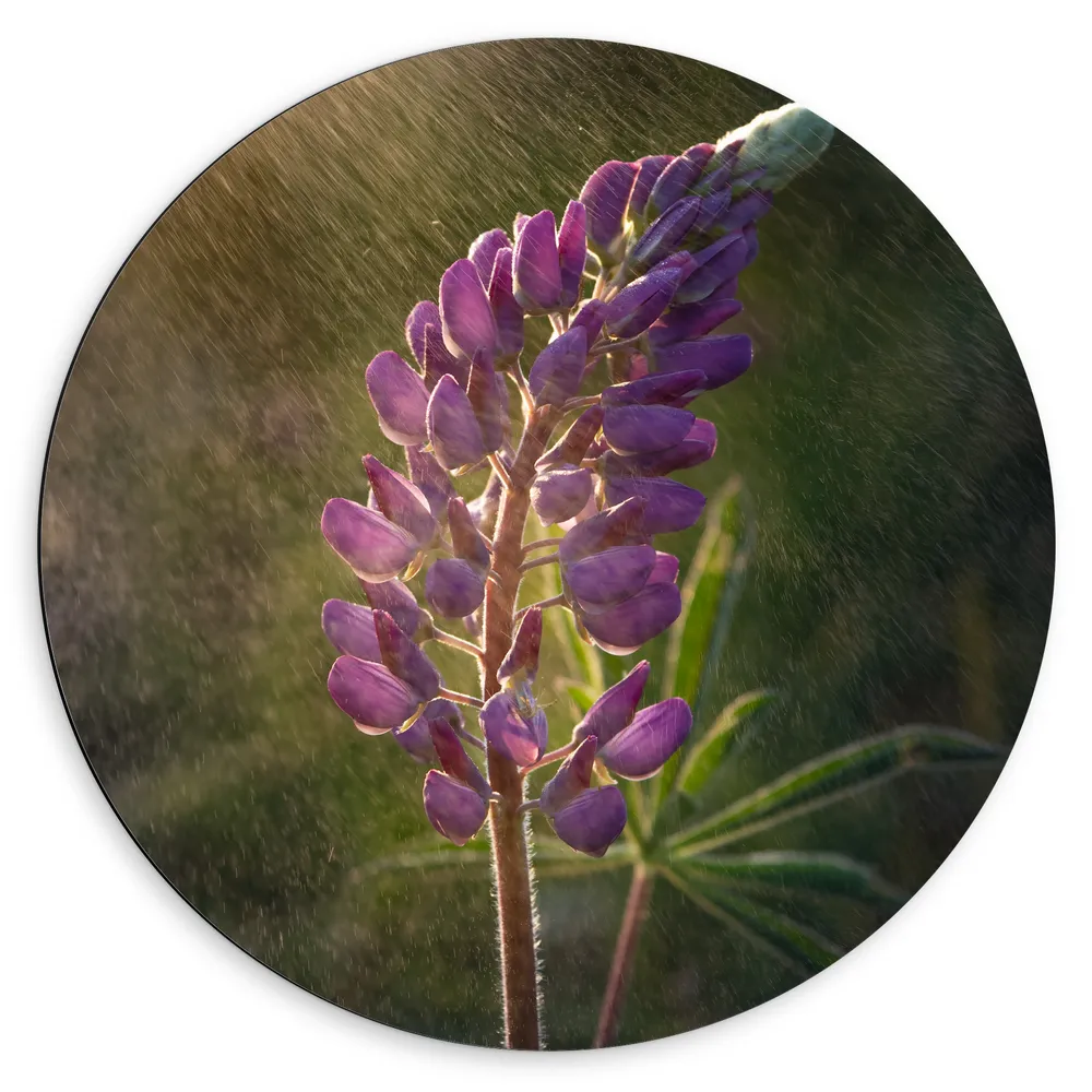 Dibond Muurcirkel - Lupine bloem paars gekleurd in de motregen