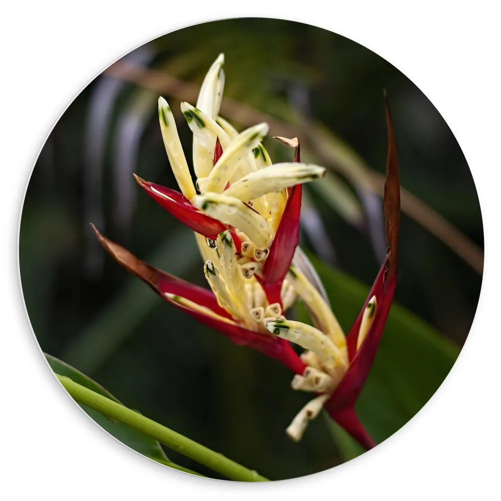 Dibond Muurcirkel - Close-up van Rode Bladeren aan Heliconia psittacorum Plant